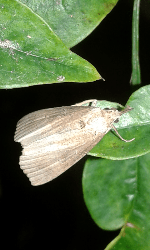 Crambidae ; Calamatropha paludella?